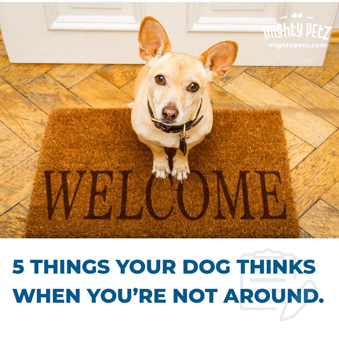 5 things your dog thinks about when you are not around
