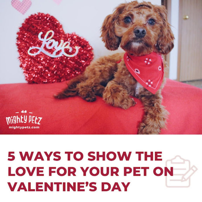 5 Ways to Show Your Love for Your Pet