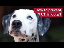 Load and play video in Gallery viewer, MAX Urinary Tract Health For Dogs