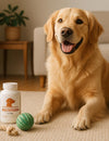 5 Signs Your Pet Needs a Multivitamin Supplement