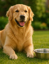 Dog Urinary Health Guide: Management & Care Tips