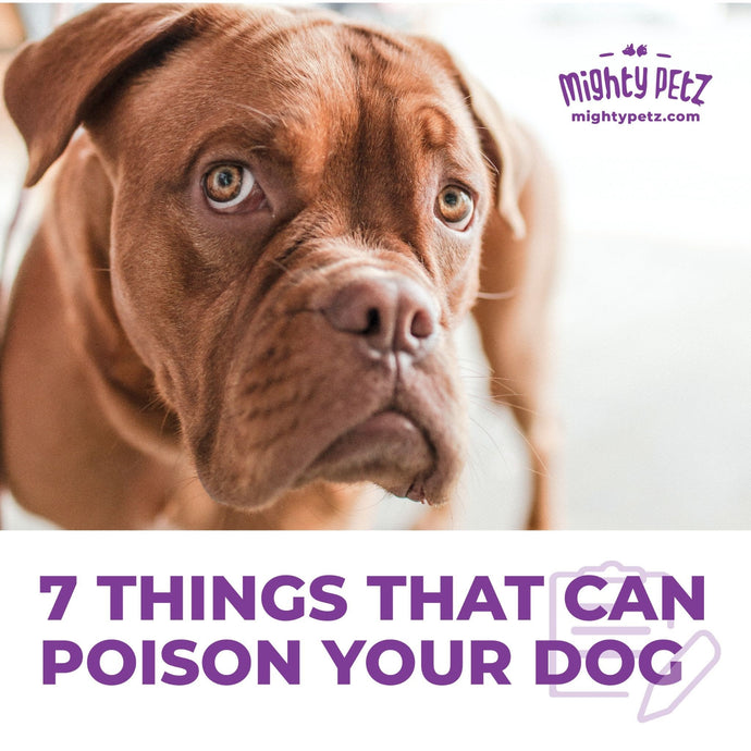 7 Surprising Things that Could Poison Your Pets