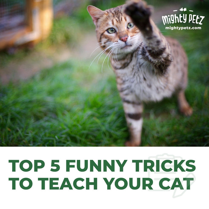 5 Funny Tricks To Teach Your Cat