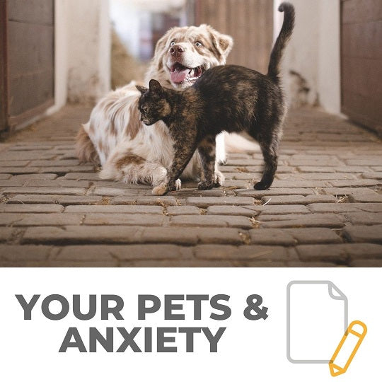 Your Pets & Anxiety