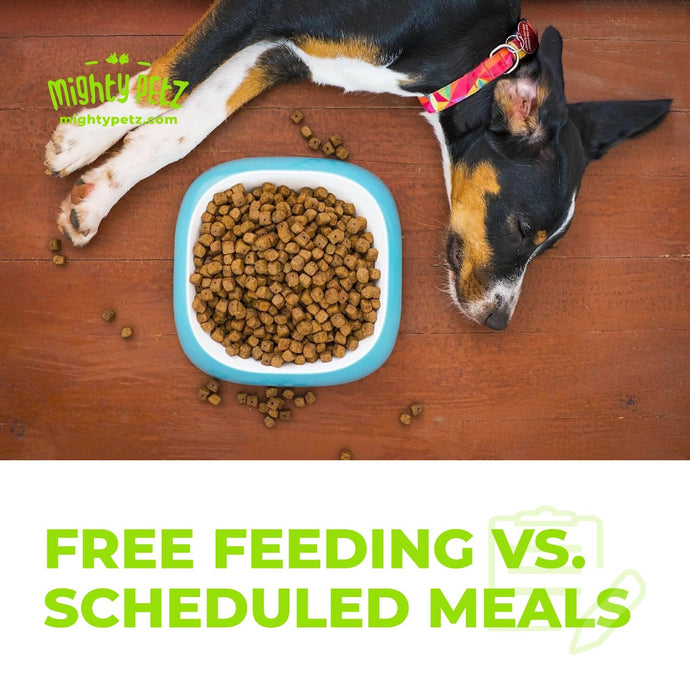 Free Feeding vs. Scheduled Meals: Which is Best?