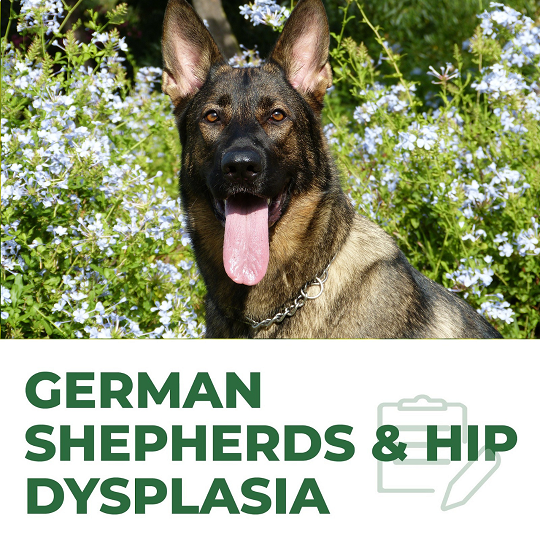 German Shepherds & Hip Dysplasia Aids