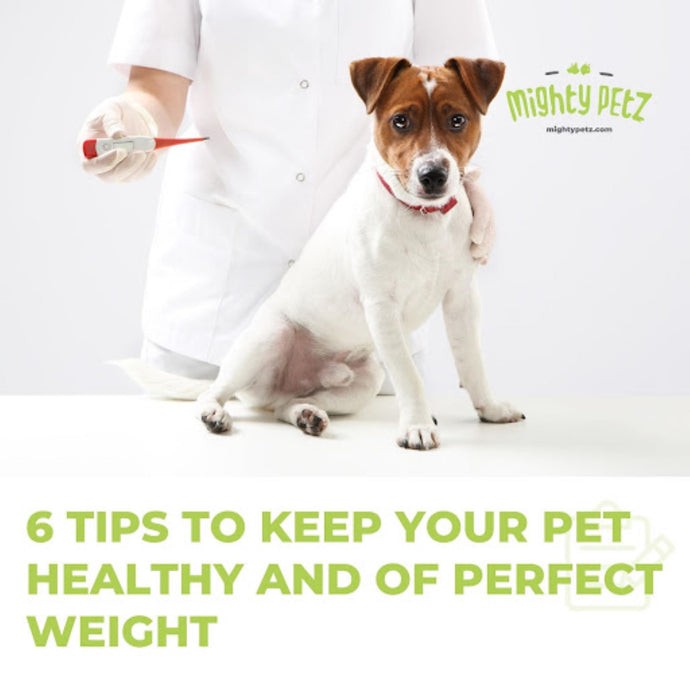 6 Tips To Keep Your Pet Healthy And Of Perfect Weight