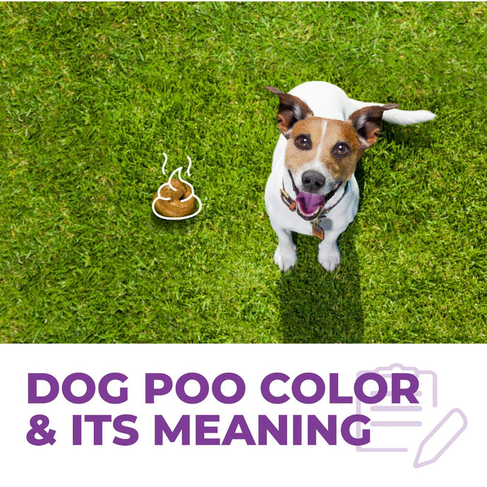 What does the color of your dog's poop mean?