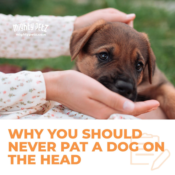 Why you should never pat a dog on the head