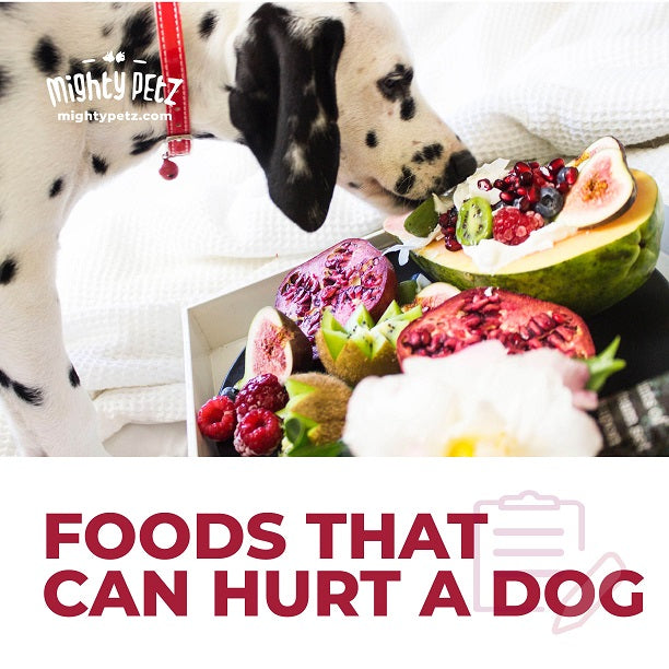 7 Foods You Should Avoid Giving Your Dog