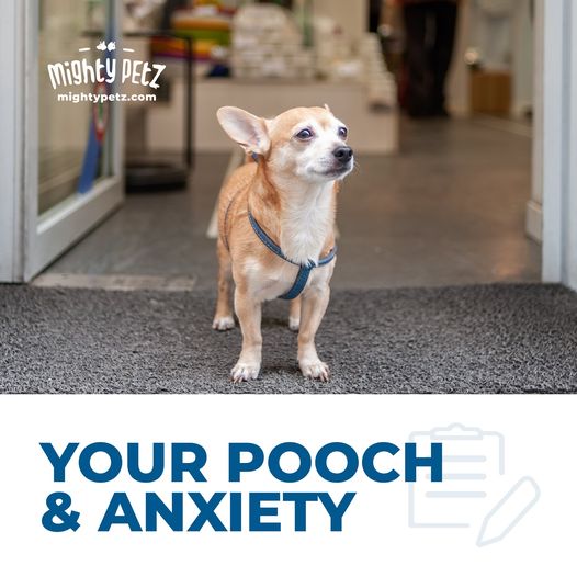 Your Pooch & Anxiety