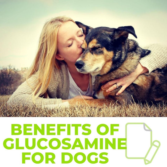 Benefits of Glucosamine Chondroitin MSM for Dogs