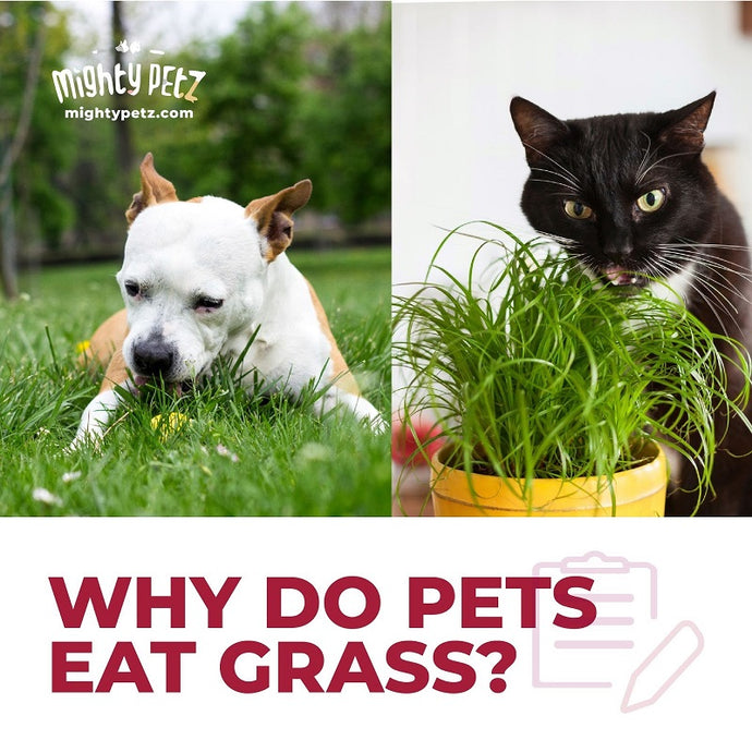 Why Do Dogs and Cats Eat Grass?