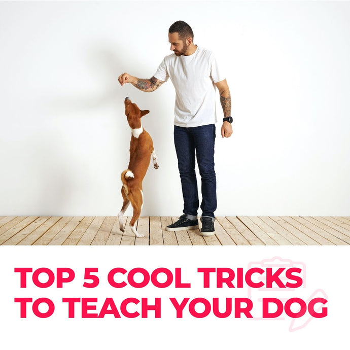 Top 5 cool tricks to teach your dog