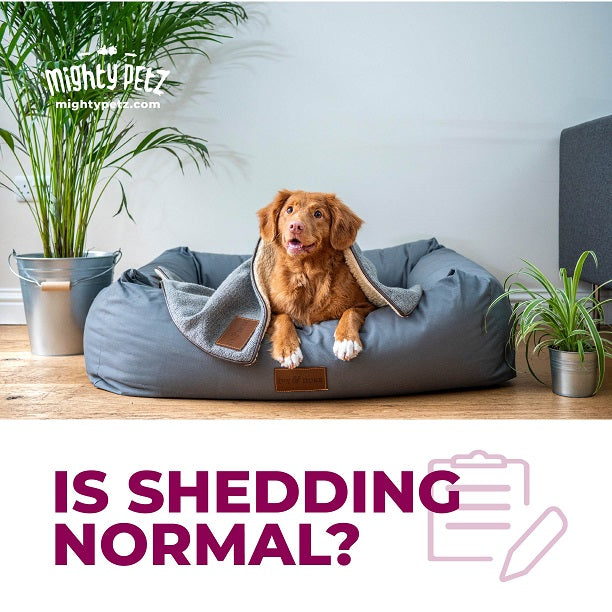 Is dog shedding normal?