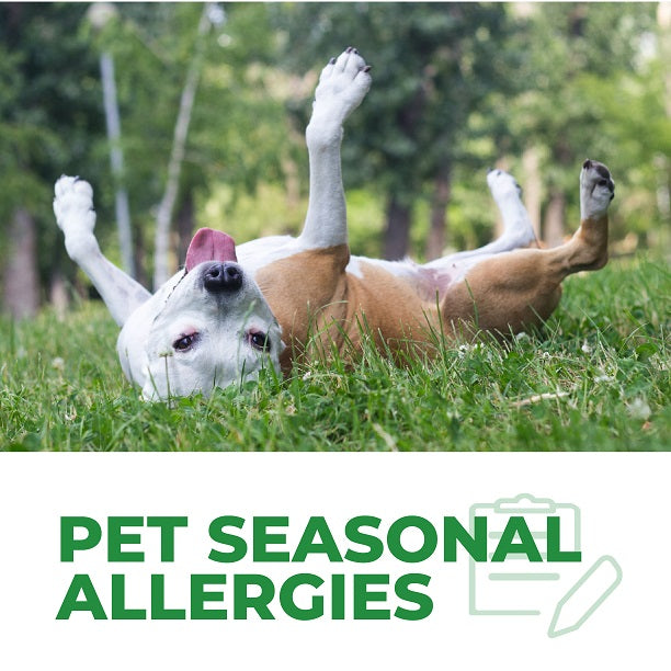 How to Help Pet With Seasonal Allergies?