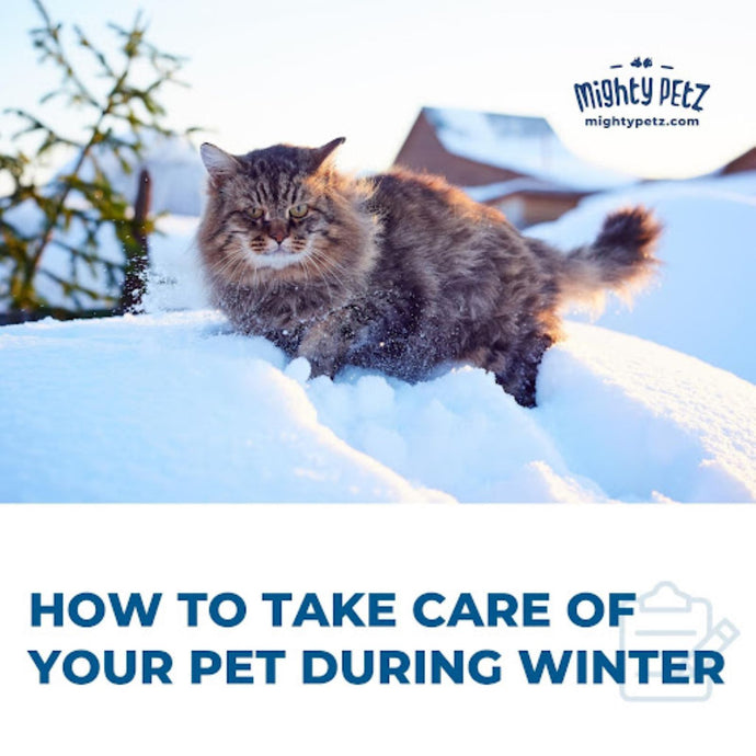How To Take Care Of Your Pet During Winter