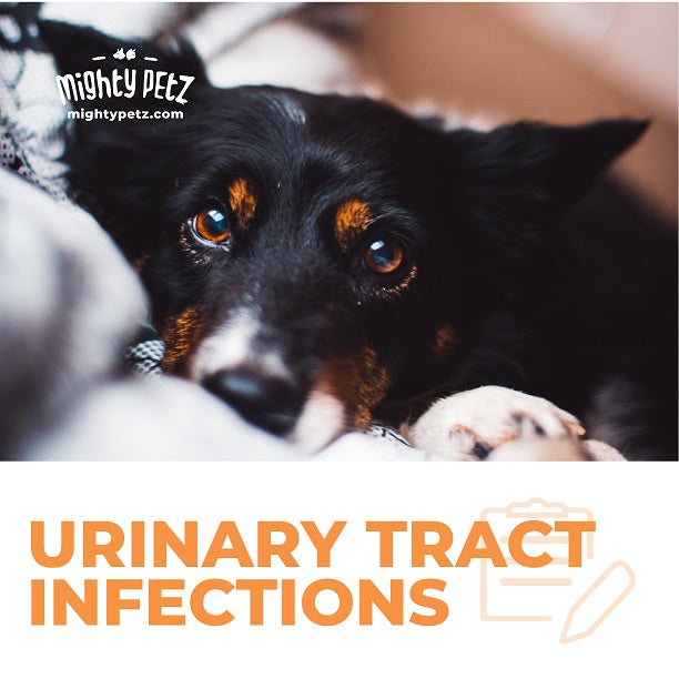 Symptoms of UTIs in Dogs