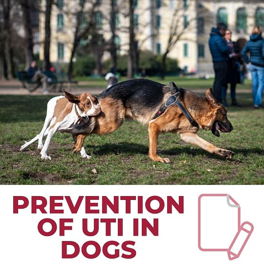 Prevention of Urinary Tract Infections in Dogs