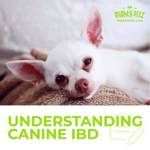 Understanding canine IBD